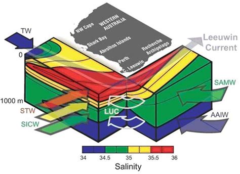 A Schematic Diagram Of The Salinity Structure Down To 1000 M Drawn From