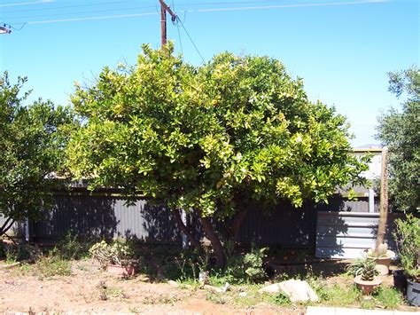 Fruit trees take upwards of seven to 10 years to produce a harvest, and no one wants to wait that long to eat fresh fruit grown at home. Forum: Transplanting Older Citrus Trees