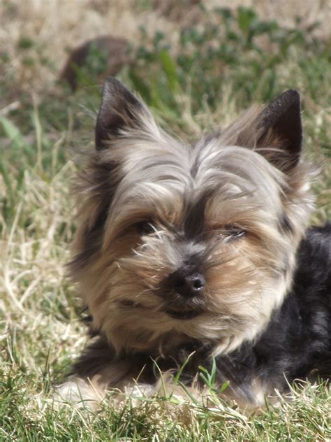 Yorkie Dog In Yard 5 Free Stock Photo Public Domain Pictures