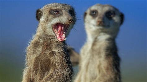 Wild Meerkats During Their Early Morning Sunbathing Session Klein