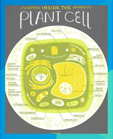Inside The Plant Cell Anatomy Poster By Rachelignotofsky On Etsy 17