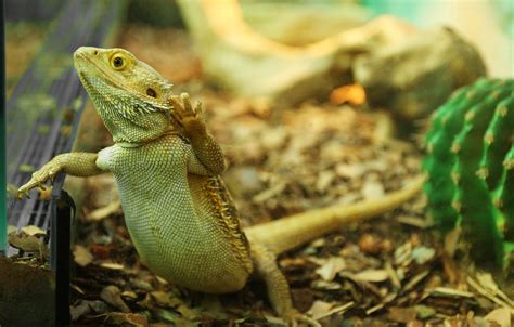9 Common Bearded Dragon Behaviors And Which Ones You Should Keep An Eye