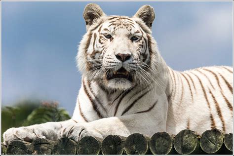 White Tiger Panthera Tigris Open Day At The Wildlife Her Flickr