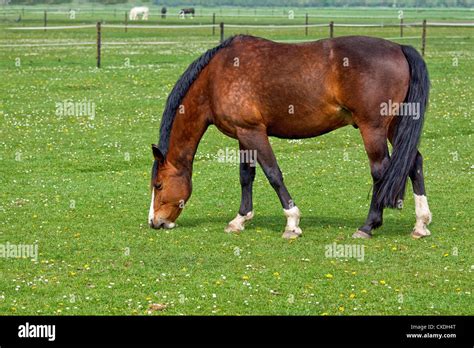Active Pasture Hi Res Stock Photography And Images Alamy