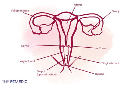 What Does A Vagina Look Like Anatomy Explained The Femedic