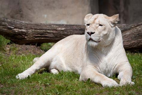 White Lion Backgrounds Hd Pixelstalknet