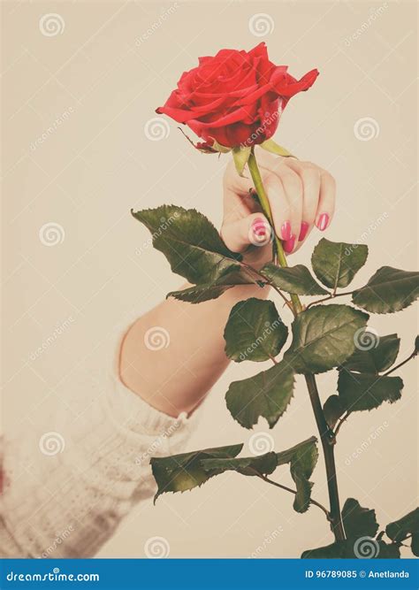 Woman Hand Holding Red Romantic Rose Stock Image Image Of Valentine