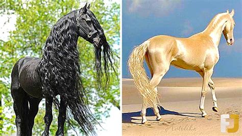 Die 12 Schönsten Pferde Der Welt Youtube