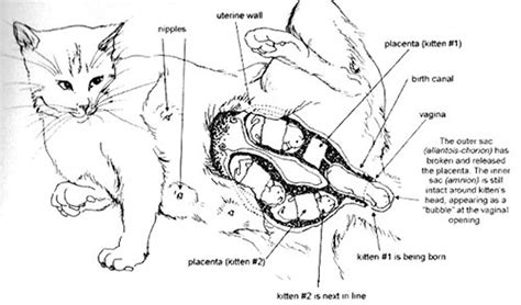 Cat Giving Birth Image From The Cat Owners Home Veterinary Handbook Kedi Anatomi