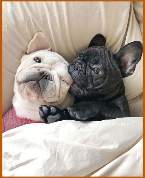 French bulldogs are also predisposed to back problems such as intervertebral disc disease. Potty training a French Bulldog young puppy must start the ...