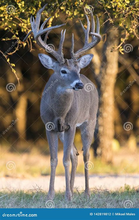 Huge Main Frame Whitetail Buck In Portrait View Stock Photo Image Of