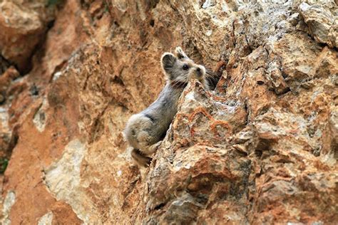 Adorable Rare Animal Magic Rabbit Spotted For The First Time In 20