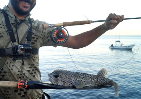 Ebi Fisher Puffer Fish On The Fly Fishing