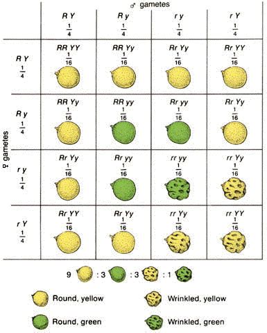 A punnett square is a square diagram used to predict the genotypes of an offspring. Dihybrid Cross | dihybrid cross Mendel and Genetics # ...