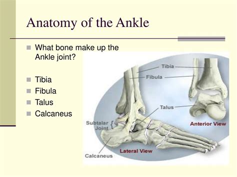 Ppt The Ankle Powerpoint Presentation Free Download Id206207