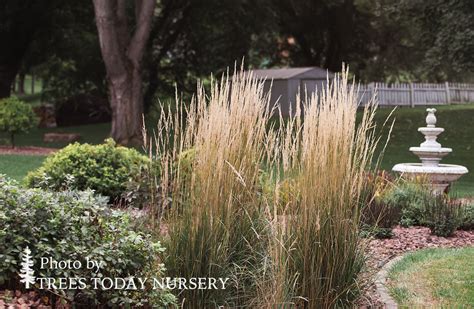 Feather Reed Grass Trees Today Nursery