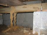 Images of Termite Damage Cost Per Year