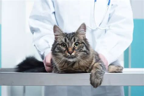 Top Facts You Should Know About Cat Wound Healing Stages Traveling