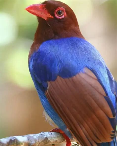 Sri Lanka Blue Magpie Facts Diet Habitat And Pictures On Animaliabio