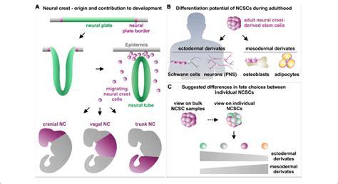 Schematic View On The Role Of Neural Crest Stem Cells In