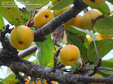 Plantfiles Pictures Malus Flowering Crabapple Golden Hornet Malus