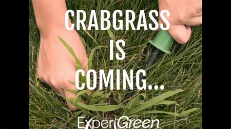 How To Get Rid Of Crabgrass In Lawn While Its Easy To Kill Crabgrass