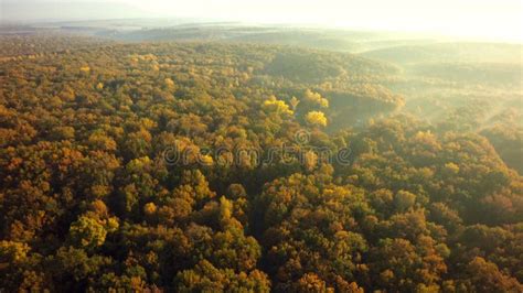 Autumn Forest Drone Aerial Shot Overhead View Of Foliage Trees Stock