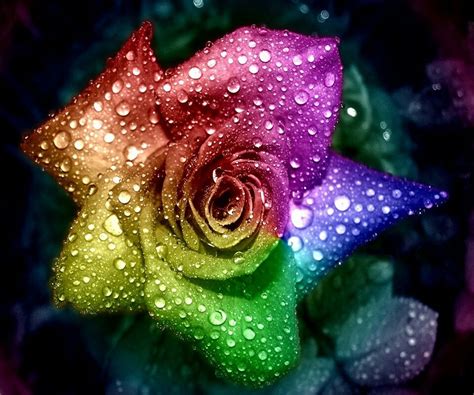 Different And Beautiful ♡♡ Rainbow Flowers Rainbow Roses Colorful Roses