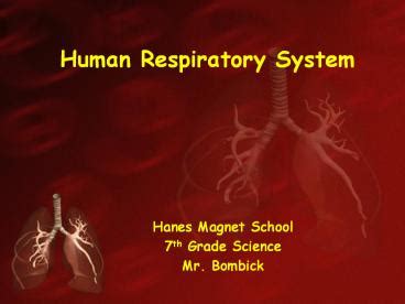 Ppt Human Respiratory System Powerpoint Presentation Free To