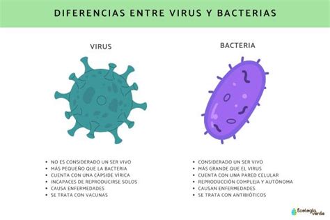 6 Diferencias Entre Virus Y Bacteria ¡descúbrelas