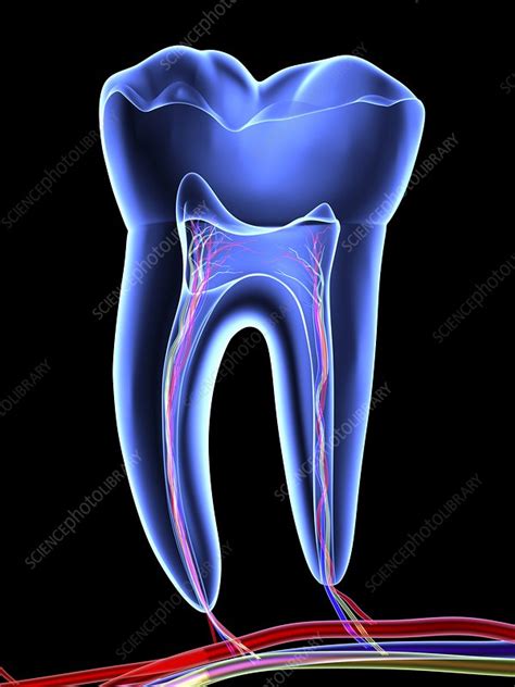 Molar Tooth Stock Image F0031576 Science Photo Library