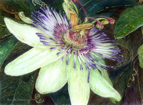 Passion Botanical Print Passionflower Originalart Coloureddrawing