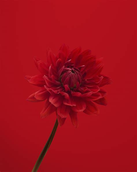 Red Flower In Red Background Photo Free Flower Image On Unsplash