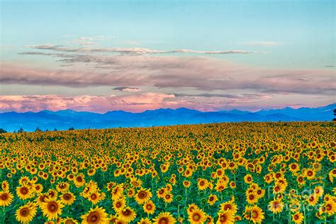 Rocky Mountain Sunflower Sunrise Photograph By Scotts Scapes