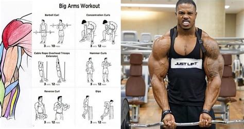 The 18 Best Dumbbell Exercises For Biceps With Pictures Gesundheit