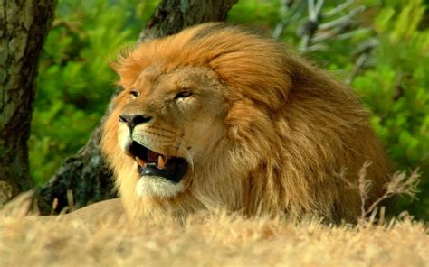 Lion Free Hd Wallpapers And Facts Everything 4u
