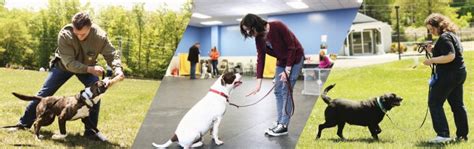 Pro Dog Trainer Main Info Page Catch Canine Trainers Academy