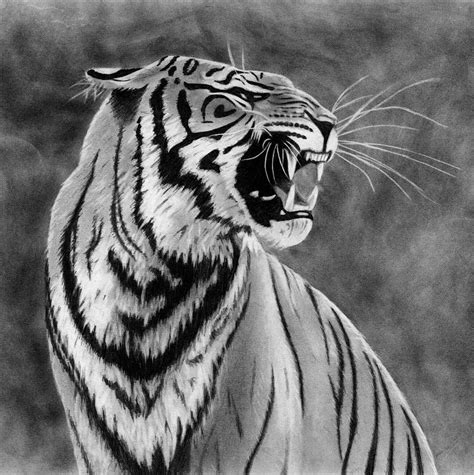 A Beautiful Angry Tiger Print Of A Pencil Drawing Drawing By Jasmina