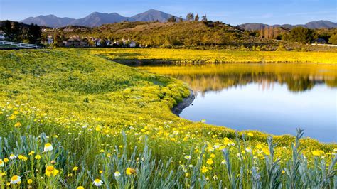 Lake Shore Meadow With Yellow Flowers Three Mountains Wallpaper Hd