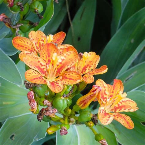 Tropical Looking Shade Plants My Chicago Botanic Garden