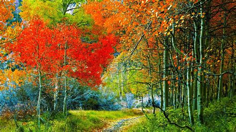 Path Through Autumn Forest Hd Nature Wallpapers Hd