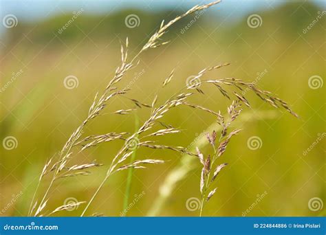 The Meadow Grass Tall Fescue Festuca Partensis In Spring The Beautiful
