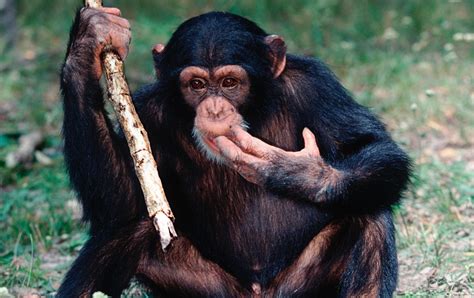 Chimpanzees Have Personalities Just Like People Daily Mail Online