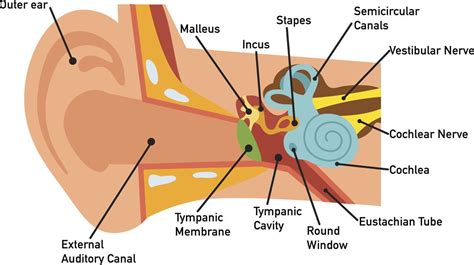 Anatomy Of The Ear Labeled Beautiful Human Ear Diagram Ear Diagram