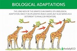 Biological Adaptation - How Many Types Are There?