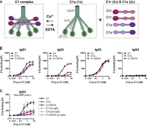 C1q Binding To Surface Bound Igg Is Stabilized By C1r2s2 Proteases Pnas