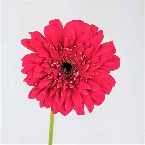 We did not find results for: GERBERA DAISY- HOT PINK - Wholesale Bulk Flowers - Cascade ...