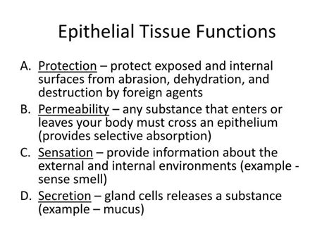 Ppt Chapter 3 Fundamental Cells And Tissues Powerpoint