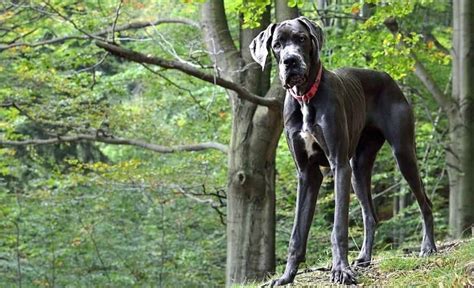 For a second i thought you had stolen my puppy. 14 Great Dane Mixes: Gigantic Mixed Breeds To Melt Your Heart!
