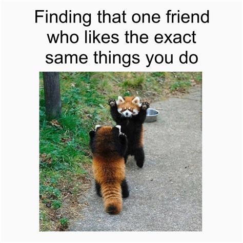 Did we just become best friends?! : redpandas